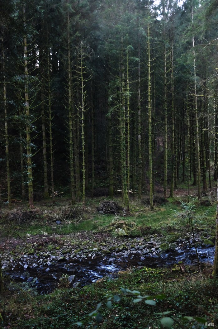 itwia_vosges_foret20