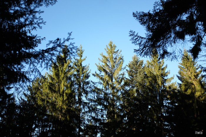 itwia_vosges_foret24