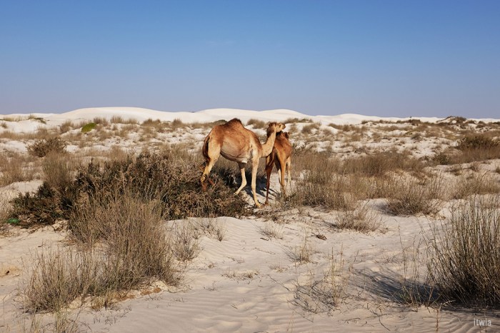itwia_oman_whitedunes14