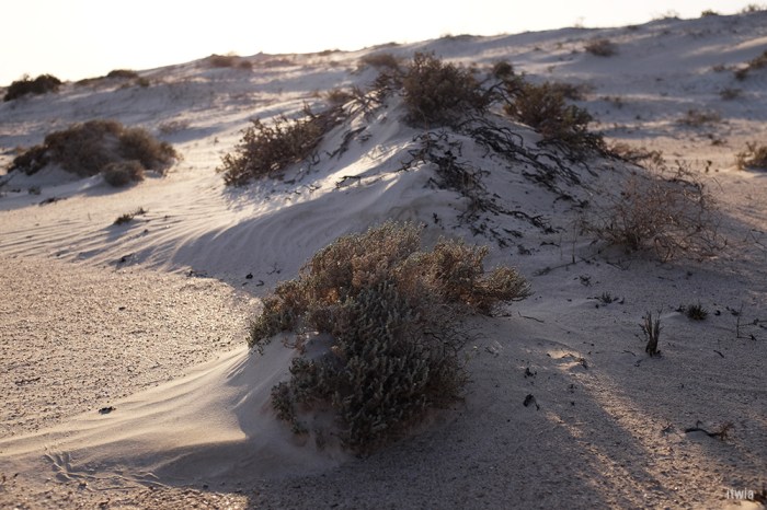 itwia_oman_whitedunes9