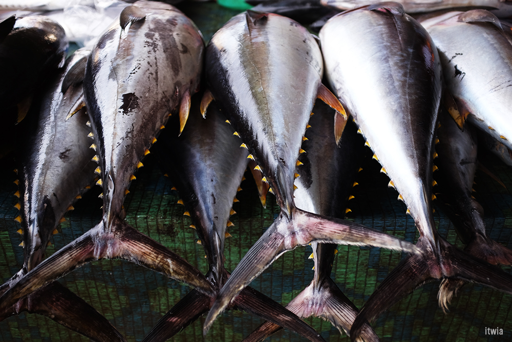 itwia_muscat_fishmarket5