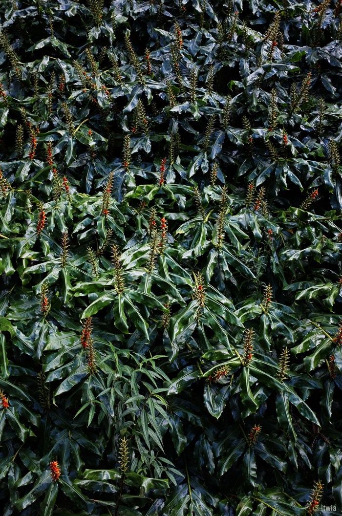 itwia_la reunion_coldesboeufs1