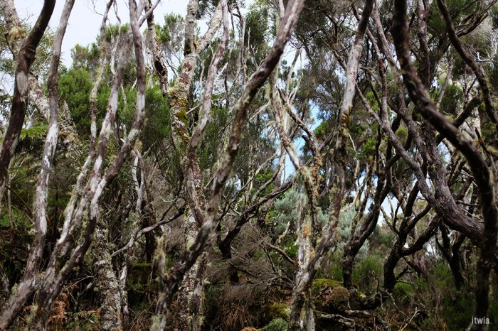 itwia_la reunion_coldesboeufs5