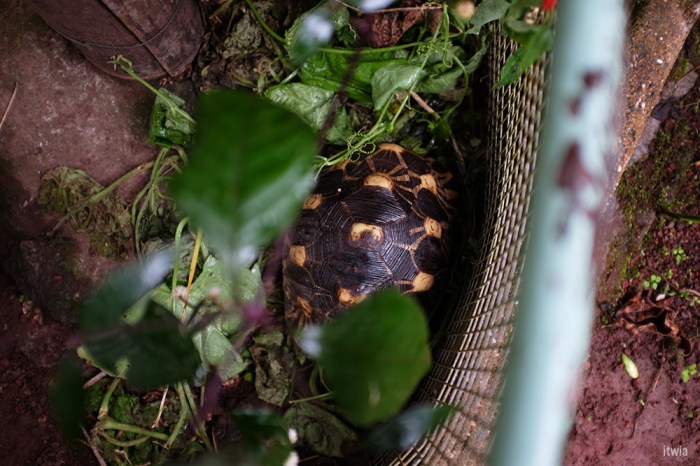 itwia_la reunion_hellbourg5