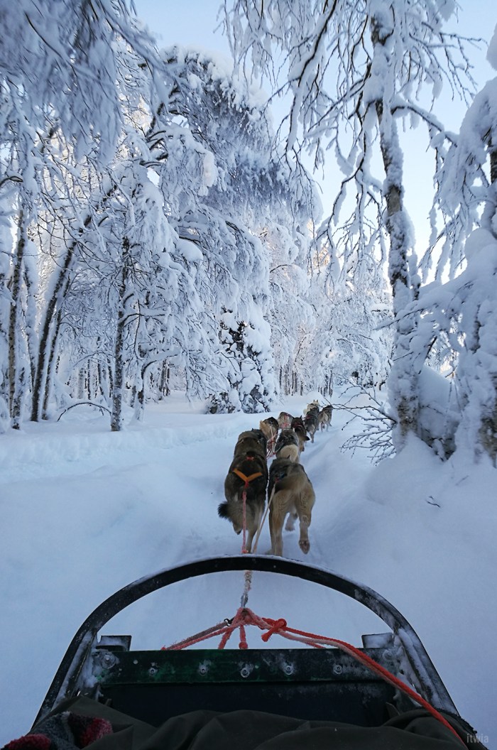itwia_finland_huskyfarm2