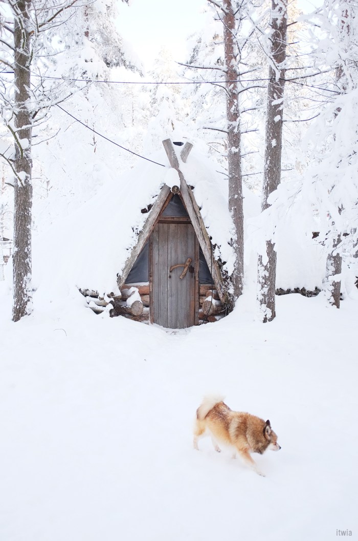 itwia_finland_huskyfarm7