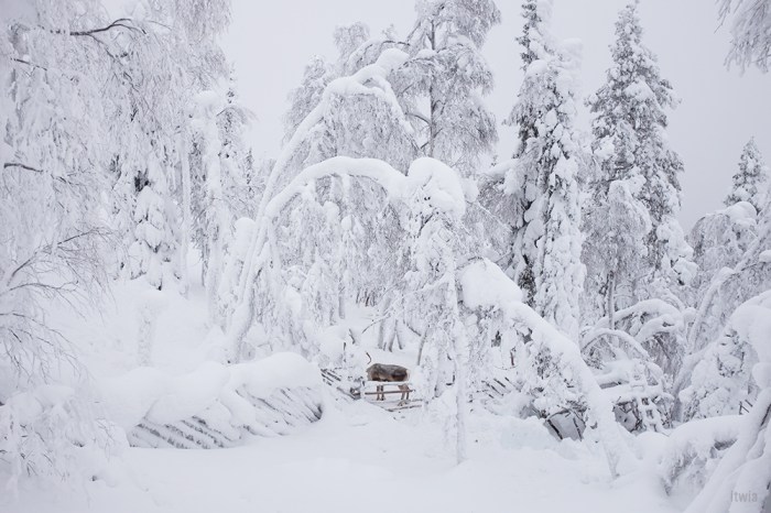 itwia_finland_rendeer4