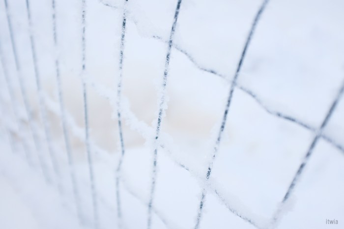 itwia_finland_huskyfarm10