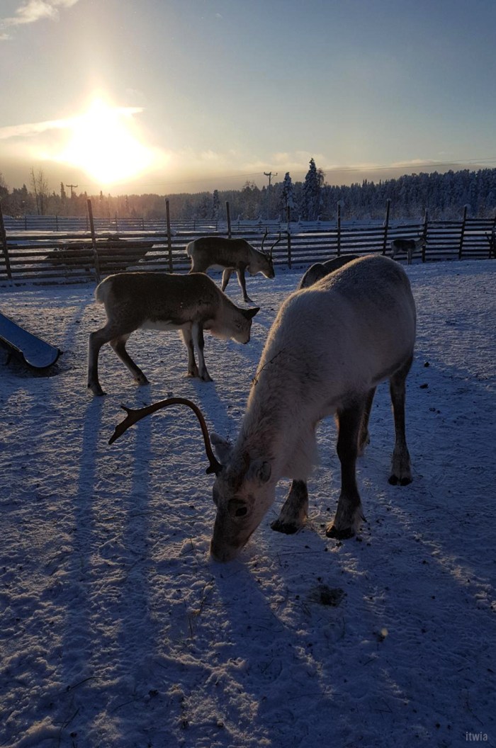itwia_finland_rendeer6