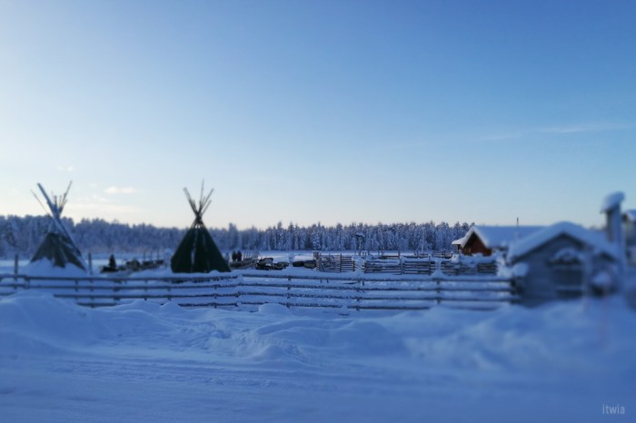 itwia_finland_rendeer10